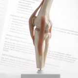 Knie